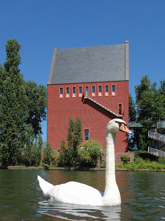 Schwan vor dem Neuen Portikus