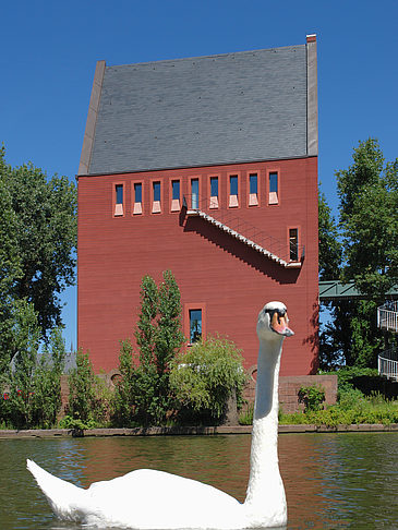 Foto Schwan vor dem Neuen Portikus