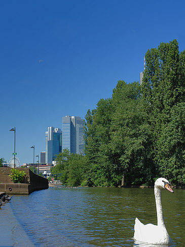 Foto Main mit Schwan - Frankfurt am Main