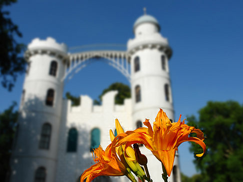 Blumen auf der Pfaueninsel - Berlin (Berlin)