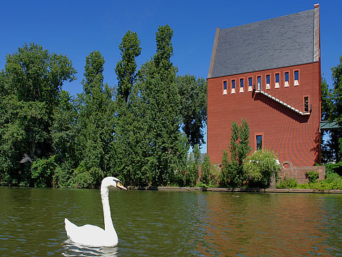 Schwan vor dem Neuen Portikus Foto 