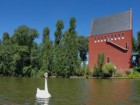 Schwan vor dem Neuen Portikus - Hessen (Frankfurt am Main)