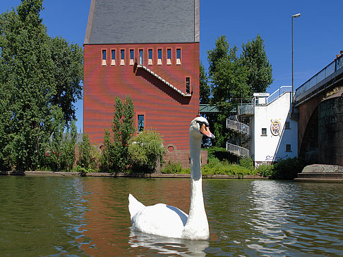 Schwan vor dem Neuen Portikus