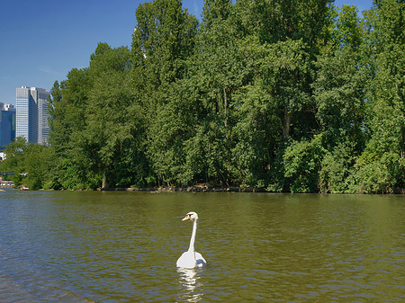 Main mit Schwan Foto 