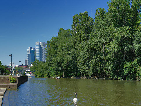 Fotos Main mit Schwan | Frankfurt am Main