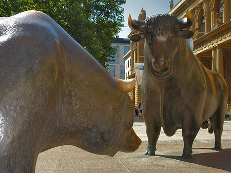 Fotos Bulle und Bär