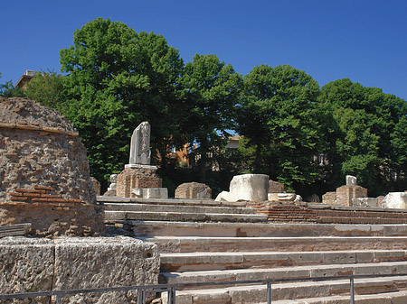 Bäume im Forum Romanum - Latium (Rom) (Rom)