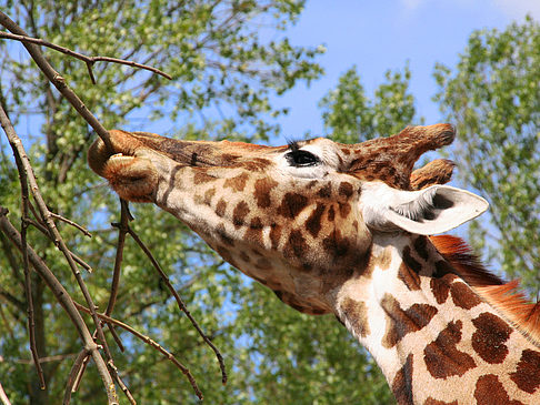 Zoologischer Garten - Hessen (Frankfurt am Main)